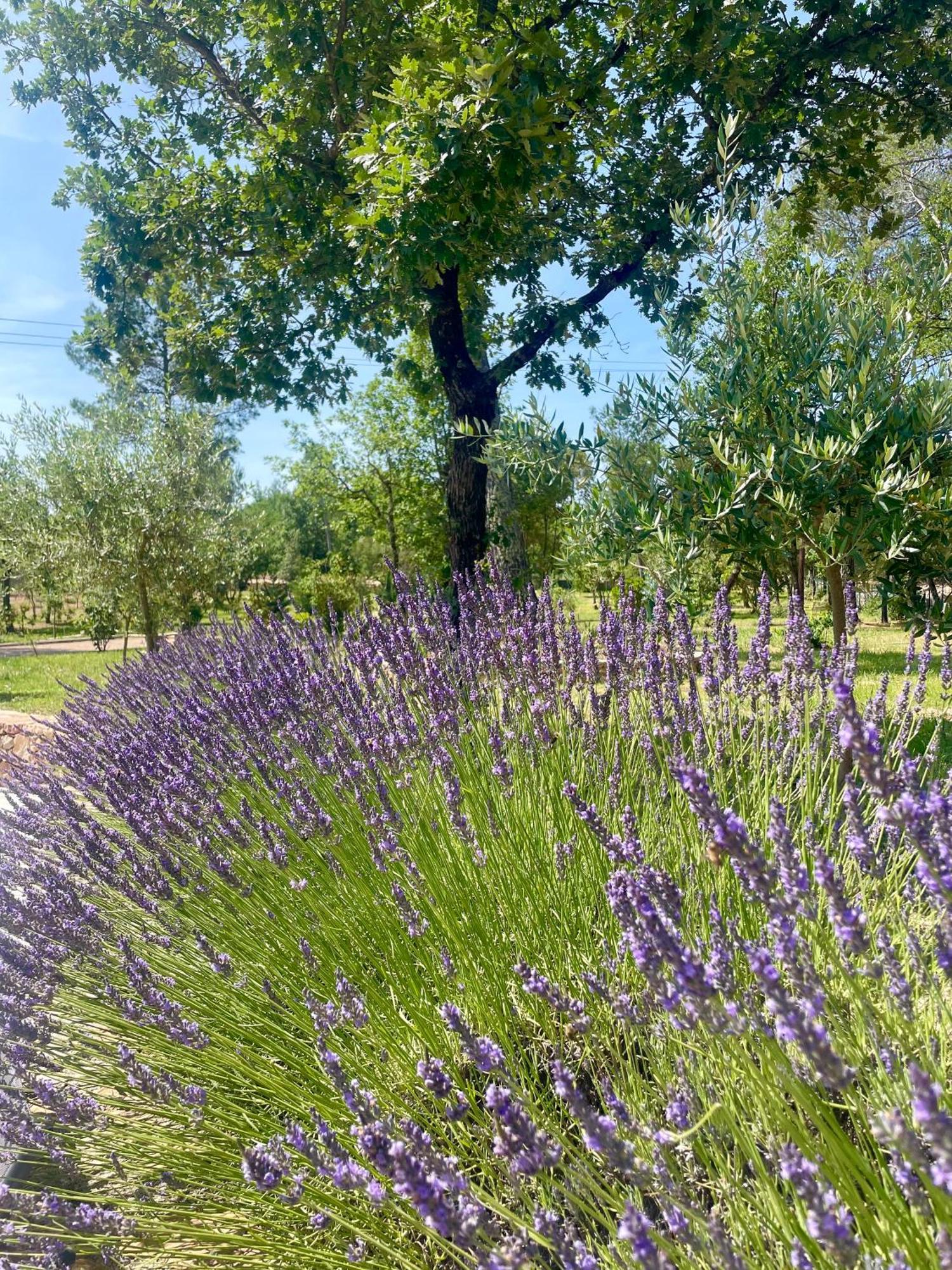 Superbe Villa Seillans La Grande Bastide Avec Piscine, Jardin, Climatisation Et Salle De Sport Eksteriør bilde